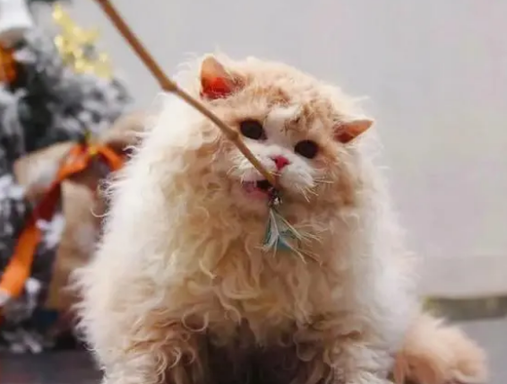 塞尔凯克猫智商高不高