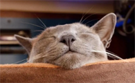 猫咪为什么睡觉很警惕啊
