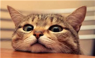 为什么有的猫天生很乖呢