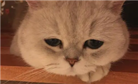 猫咪农药中毒怎么办呢？