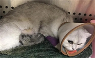 猫咪羊水破了多久生产正常