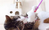 猫咪为什么比主人活力大呢