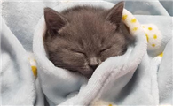 猫咪冬天为什么不让抱着啊