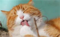 猫抓伤怎么办才好