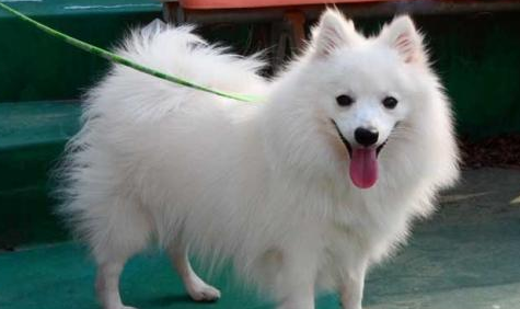 为什么养银狐犬的很少了