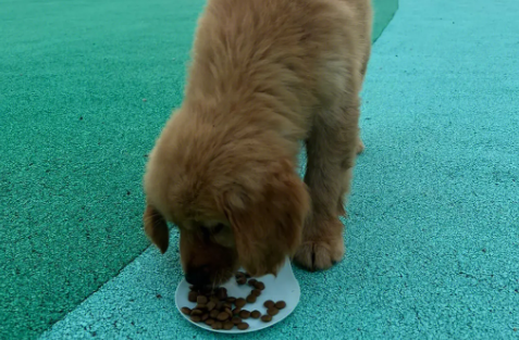 金毛幼犬吃成犬粮会怎么样啊