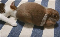 猫为什么会逗兔子屁股啊