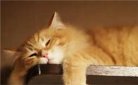 猫咪呕吐应该买什么药治疗好
