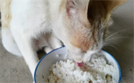 猫咪为什么光吃米饭呢