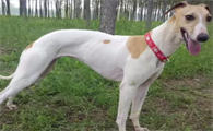 格力犬对人有攻击性吗