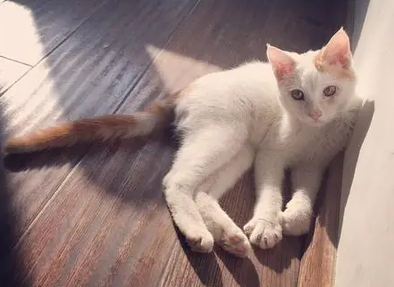 猫咪拖枪挂印是招财的意思吗