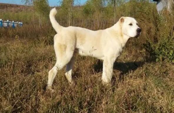 坎高犬的缺点 坎高犬的缺点