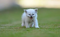 猫咪直立然后叫为什么