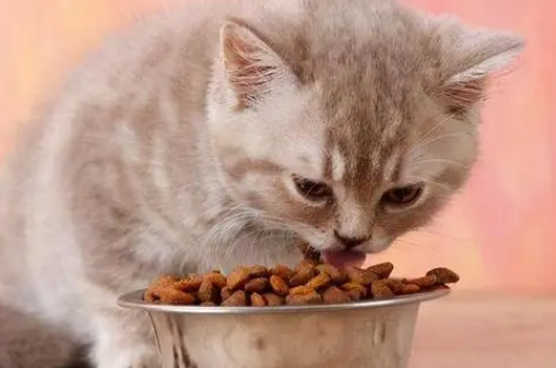 金赏猫粮是毒猫粮吗？怎么看是不是毒猫粮？