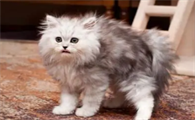 猫咪会因为什么而应激呢