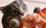 猫咪为什么要吃鱼刺的原因