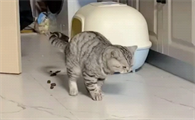 猫咪为什么会在房间拉屎呢