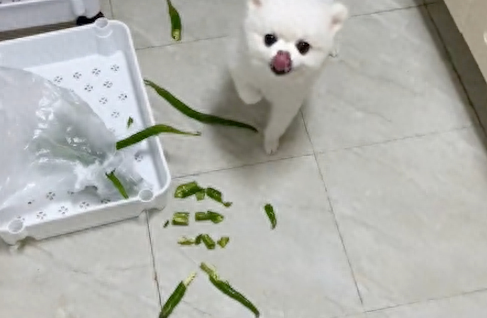 狗狗偷吃了辣椒后，舌头都被辣的抽筋了