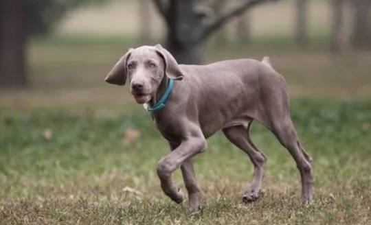 魏玛犬属于什么犬种
