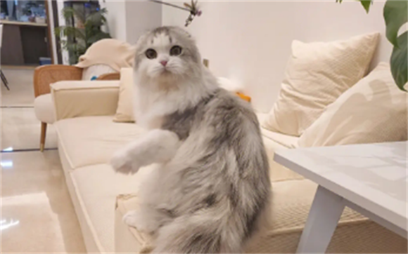 苏格兰折耳猫:以其独特的折耳和大眼睛而闻名,性格温顺 苏格兰折耳猫:以其独特的折耳和大眼睛而闻名,性格温顺