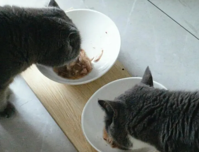 「新」试用 | 新品牌体验之「猫太郎CATTARO」吃肉肉宠物零食汤罐 「新」试用 | 新品牌体验之「猫太郎CATTARO」吃肉肉宠物零食汤罐