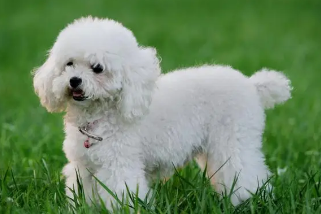 贵宾犬的性格是什么样的