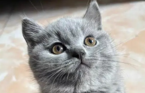 蓝猫是什么品种的猫咪