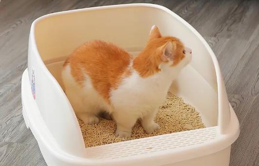 大宠小物猫砂盆怎么样? 大宠小物猫砂盆怎么样?