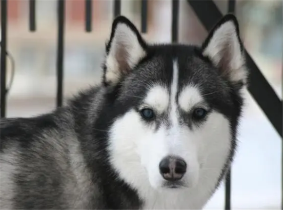 哈士奇幼犬感冒了怎么办?