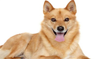 犬输液量过多会怎么样吗