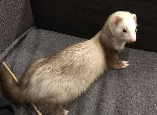 香槟色貂是什么?来看看吧