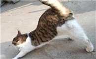 猫后腿扭屁股是为什么啊