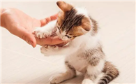 猫咪为什么要用前爪子抓人呢