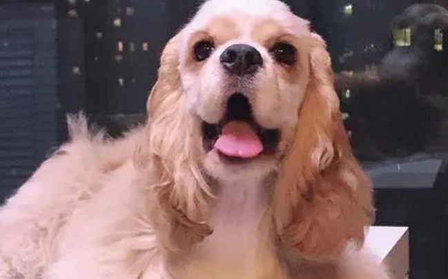 美卡犬怎么养？