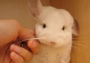 纯白龙猫介绍！
