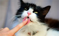 猫咪为什么会舔自己手指呢