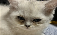 猫咪互相打滚是为什么原因