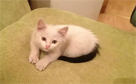 雪里拖枪猫很稀少吗