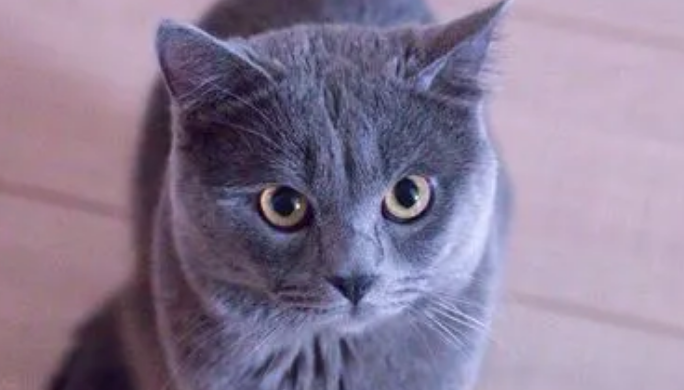 宠物沙特尔猫拉稀怎么办? 宠物沙特尔猫拉稀怎么办?