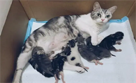 猫为什么连续2次早产