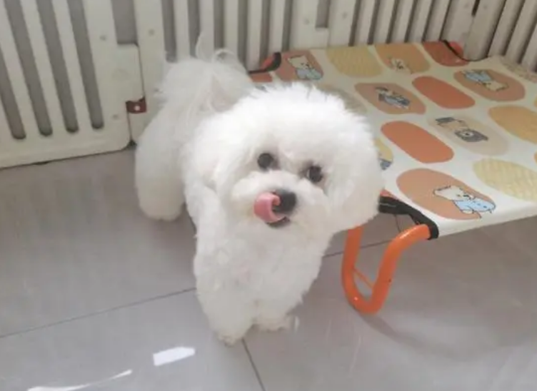 5个月的比熊不吃狗粮怎么样调理呢