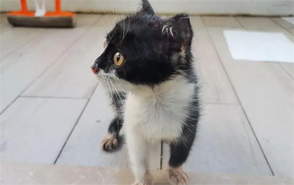 乌云盖雪猫是猫中极品吗？乌云盖雪猫是什么品种