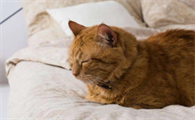 猫咪吃饱后为什么不睡觉了