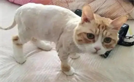 怎么样能让小猫的毛变浓密呢