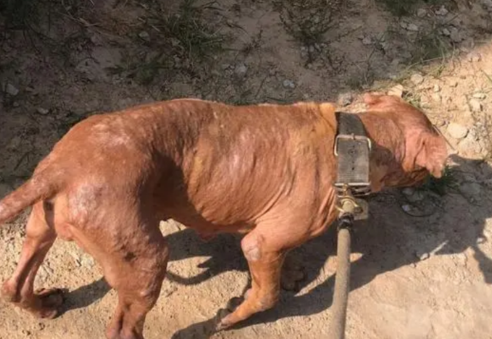 比特犬得焦虫病怎么办能治好