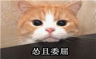 为什么猫咪这么娇气啊？