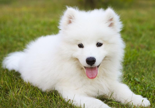 萨摩耶犬怎么样养比较好