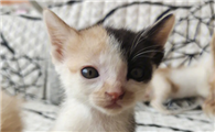 猫咪洗澡为什么会应激反应呢