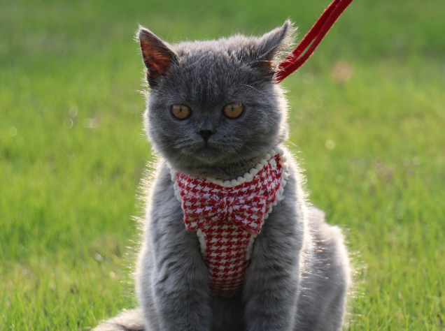 蓝猫有几种颜色猫有什么特点 蓝猫有几种颜色猫有什么特点