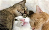 猫为什么要把别的猫抱着啊